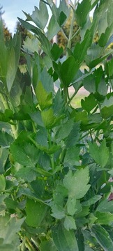 Lubczyk ogrodowy nasiona 40g
