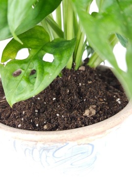 Субстрат для комнатных растений GREEN PALM PLANTS BIGOS 5L