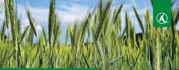 KINTO PLUS 1Л ОБРАБОТКА СЕМЯН ДЛЯ ЗЕРНОВЫХ BASF