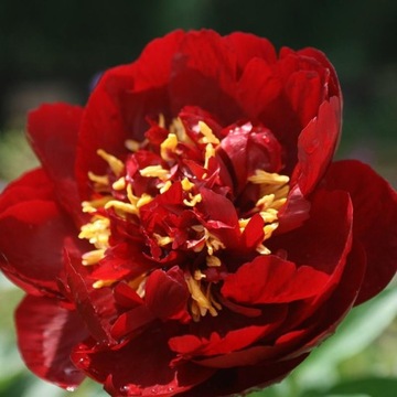 Piwonia Paeonia BUCKEYE BELLE unikatowe CIEMNOCZERWONE KWIATY sadzonka