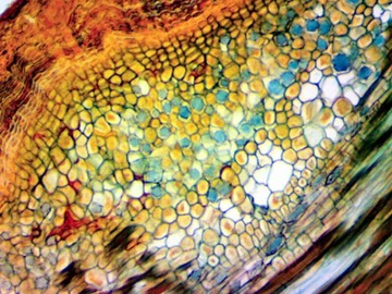 DLT-Cam Basic 2-мегапиксельная камера для микроскопа с USB 2.0