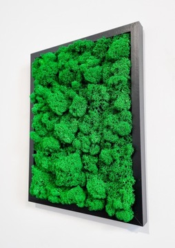 Панно МОСС ХРОБОТЕК 40 Х 30 СМ