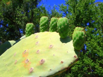 Камера KODAK FZ45, 16 Мп, 4-кратный зум, черная