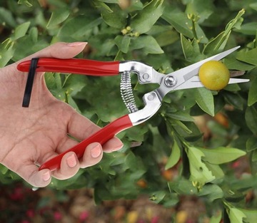 ПРЯМОСТРОЧЕЧНЫЕ САДОВЫЕ ПРЕДКЮРЕРЫ ОСТРЫЕ ДЛЯ РОЗ