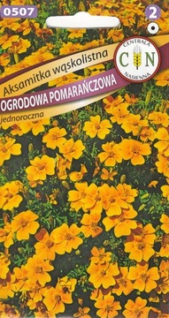 Aksamitka wąskolistna pomarańczowa łatwa uprawa