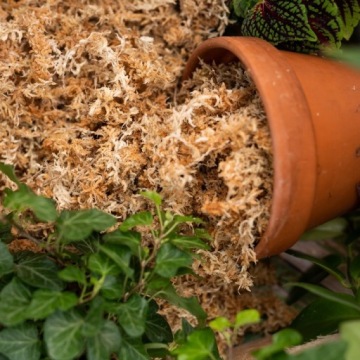 SPAGNUM MOSS - Сфагнум Мосс Лучшее натуральное средство для укоренения - 1л мертвый