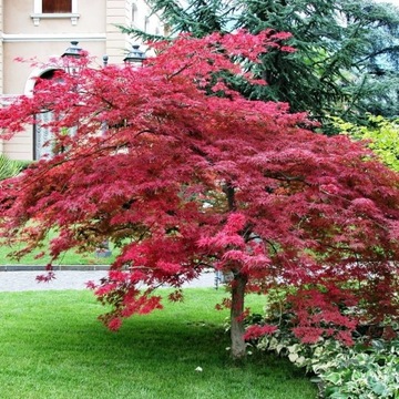 Klon palmowy Atropurpureum
