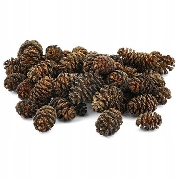 Szyszki Olchy Alnus glutinosa Olsza czarna 250g