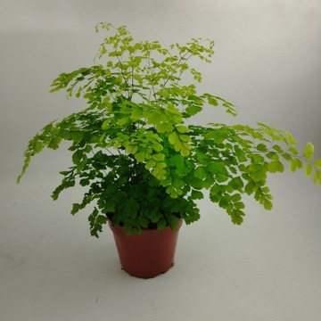 Paproć Adiantum raddianum Fragrans 12Ø 35