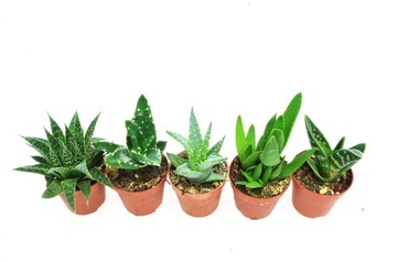 ALOES- ZESTAW 5 szt, mix nr 5 / P5