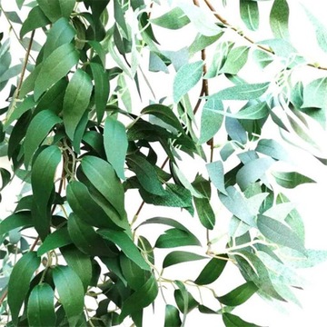 ИРУЖЕЧНАЯ ГИРЛЯНДА СВЯЗАННЫЕ ЛИСТЬЯ СЛИВОЧНИК Плющ