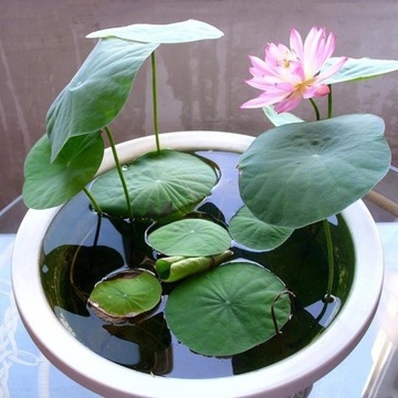 100szt Mix nasion lotosu Lilia wodna Bonsai Ba