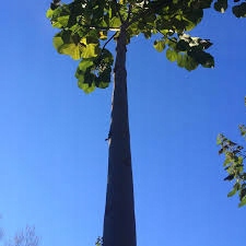 Кислородное дерево OXYTREE Paulownia ShanTong «УЖЕ ПОСЕЯНО» семена