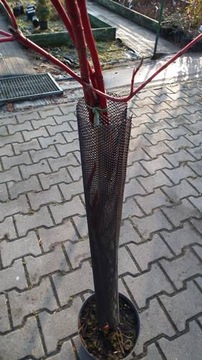 OSŁONKA SIATKA DO DRZEWEK PRZED ZWIERZĘTAMI 110cm