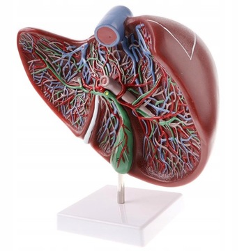 Model anatomiczny Model narządów do lekcji