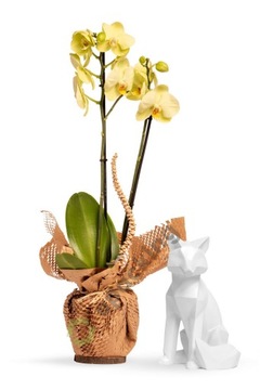 Разрезанная бумага HoneyPack 50 см x 250 МБ