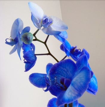 семена синей орхидеи