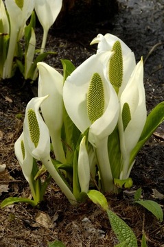 CAMCHAT CAMTSCHATCENSIS Lysichiton camtschatcensis