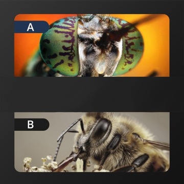 ЦИФРОВОЙ МИКРОСКОП С 1000-кратным УВЕЛИЧЕНИЕМ, 2 Мп, 8 светодиодов HD-ЭКРАН, 4,3 дюйма, 32 ГБ, MicroSD