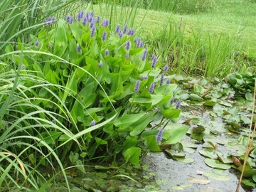 Pontederia cordata - Выкладывайте в пруд АКЦИЯ!