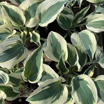 Funkia Hosta FIRN LINE do ogrodu