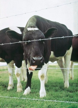 Проволока колючая стальная оцинкованная диаметром 1,7 мм, 250 м.