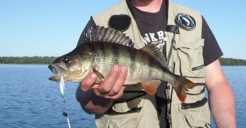 ŁOWNA CYKADA SPINMAD AMAZONKA 5g - 0406