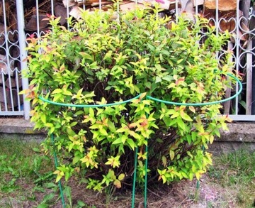 ПЕРГОЛА САДОВАЯ ОПОРА ДЛЯ ЦВЕТОЧНЫХ РАСТЕНИЙ 115 СМ