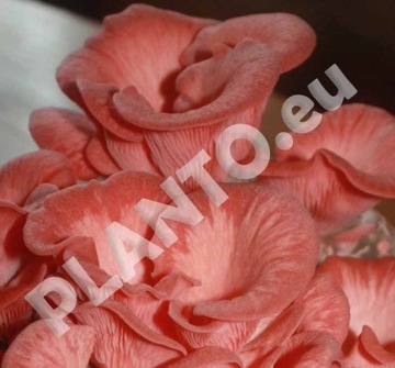 Колышки мицелия PINK OYER MOOD 20 шт. для домашнего выращивания