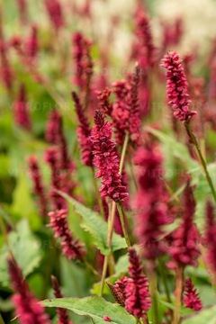 Rdest Himalajski LISAN Persicaria amplexicaulis