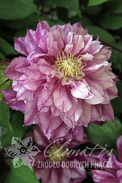 Clematis PATRICIA ANN FRETWELL 'Pafar'