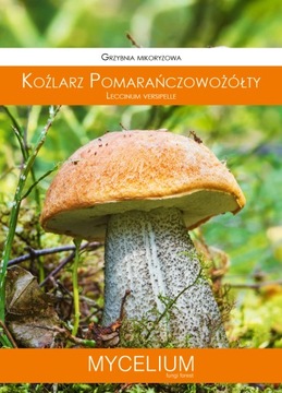 ОРАНЖЕВО-ЖЕЛТЫЙ ЗАКРЫТЫЙ живой мицелий мицелий