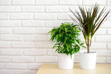 СУБСТРАЛЬНОЕ УДОБРЕНИЕ ДЛЯ АЛОКАЗИИ МОНСТРА ДРАКЕНЫ JUK PALM ZAMIOKULCASA ZIELISTKI