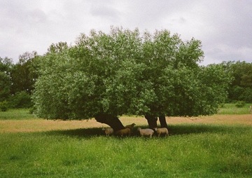 Аналоговая камера Пентакс 17
