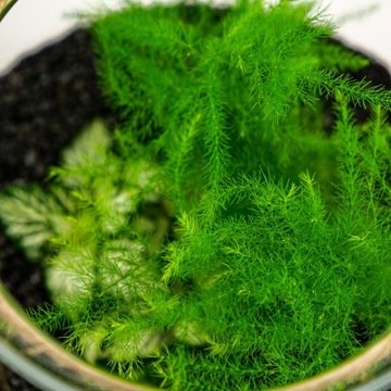 Микроклимат Лес в банке, высота 23 см, СПАРЖА.