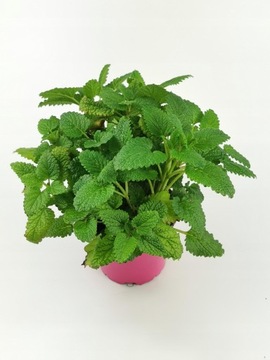 Melisa Cytrynowa Sadzonka