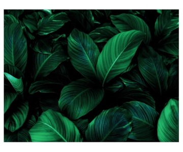 Fototapeta 368x280cm liście Spathiphyllum