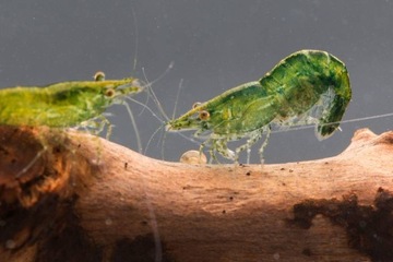 ЗЕЛЕНАЯ Креветка Neocaridina Green Jade