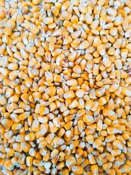 Корм кукурузный зерновой для птицы, прикормка для рыбы 10 кг.