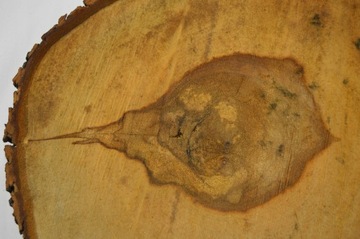 Срез каштана 47х41 см Толщина: 4,5 см Столешница