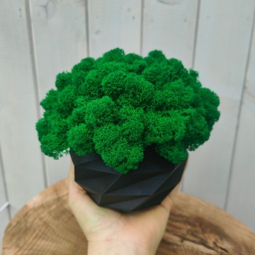 Вазон с мхом хроботек, 18 см, мох хроботек в черном горшке, 3D печать