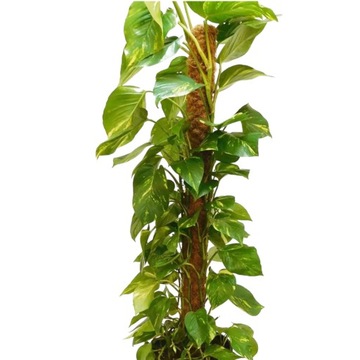 ПОДДЕРЖКА КОКОСОВЫЙ СТОЙКА 60 СМ ДЛЯ ЦВЕТОЧНОГО РАСТЕНИЯ «МОНСТР» 1 шт.