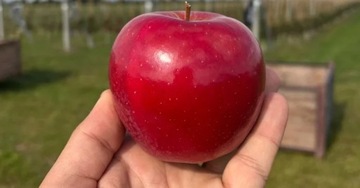 Стимулятор роста Asahi SL 0,5 л увеличивает