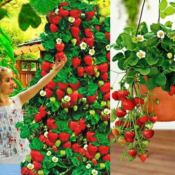 Truskawka poziomkowa Ostara - wisząca 1 szt.