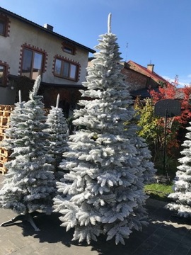 Choinka sztuczna Sosna Ośnieżona Śniegiem 100 cm śnieg