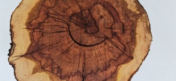 Ломтик яблока 42х40см, дерево для стола из смолы