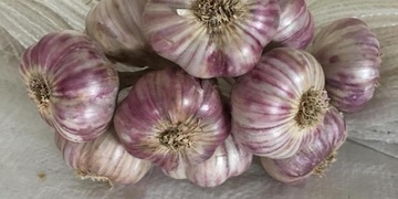Czosnek POLSKI HARNAŚ fioletowy kilogram gratis