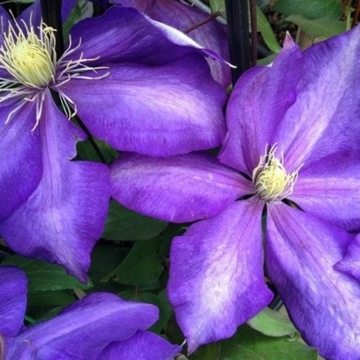 Powojnik Clematis wielkokwiatowy Daniel Deronda