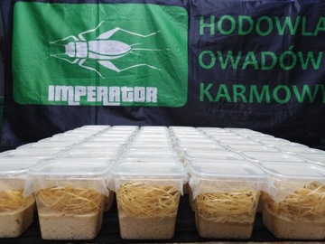 Плодовые мушки Drosophila hydei нелетающие 200 шт.