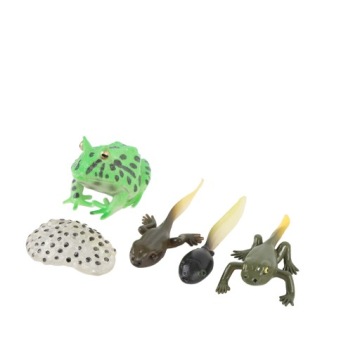 5 шт. Цикл роста головастика Реалистичный детальный этап роста PVC 7Q